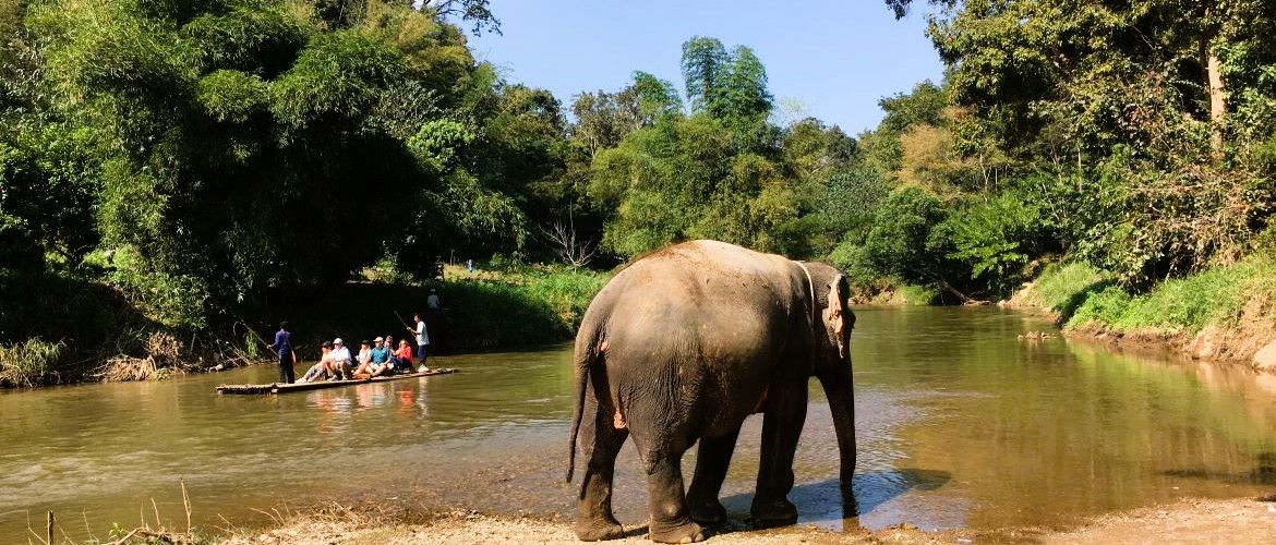 Elephant sanctuary visit in Chiang Mai - small group Thailand tour